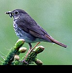 Hermit thrush