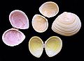 Shell color polymorphism