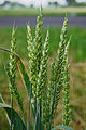Рослини (пшениця)