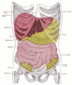 Topografia das vísceras torácicas e abdominais