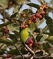 Alexandr rudohlavý (Psittacula cyanocephala) na fíkovníku banyánu (Ficus benghalensis)