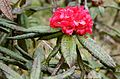 Image 16Maha rath mala (Rhododendron arboreum ssp. zeylanicum) is a rare sub-species of Rhododendron arboreum found in Central Highlands of Sri Lanka. (from Sri Lanka)