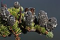 Image 15Pinaceae: unopened female cones of subalpine fir (Abies lasiocarpa) (from Conifer)