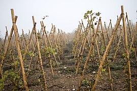 Echalas doubles sur le vignoble de Seyssuel