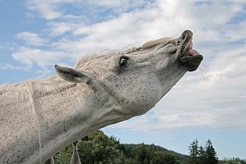 Flehmen (retroussement de la lèvre supérieure) d'un étalon. (définition réelle 2 687 × 1 791)