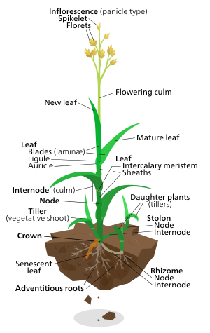 Diagram of a typical lawn grass plant