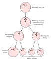 Diagram showing the reduction in number of the chromosomes in the process of maturation of the ovum.