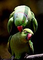 Parrots mating