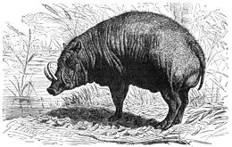 Babirusa (Babyrousa babyrussa)