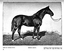 Scan en noir et blanc d'un cheval vu de profil.