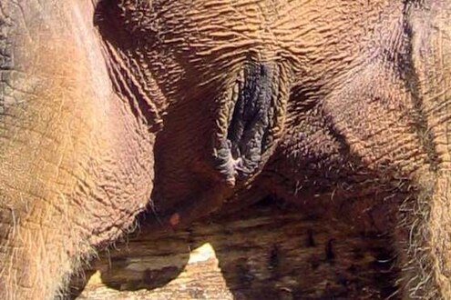 Вульва самки слона