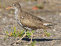 Drosseluferläufer (Actitis macularia)