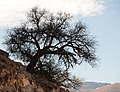Alter Arganbaum bei Ait Baha (Marokko)