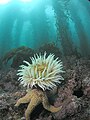 Anemona i estrella de mar en un bosc de varec