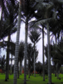 Kokoros vaškinės palmės (Ceroxylon quindiuense)