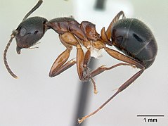 Dolichoderus germaini.