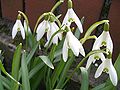 Lumikelluke (Galanthus nivalis)