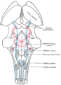 Esquema mostrando o caminho das fibras no lemnisco; lemnisco medial em azul, lateral em vermelho.