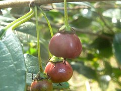 Unripe fruit