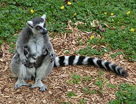 Кошачий лемур (Lemur catta) с двумя детёнышами