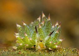 Costasiella kuroshimae, une Costasiellidae