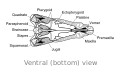 Skull of Dimetrodon, ventral view