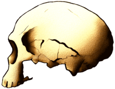 Cráneo de Jebel Irhoud (Marruecos)