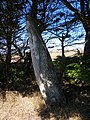 Le menhir de Parc-er-Menhir dans le bourg d'Houat