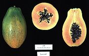 Carica papaya, papayo varietato 'Sunset'