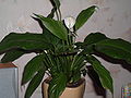 Spathiphyllum cochlearispathum