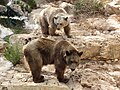 Syrian brown bears (Ursus arctos syriacus)