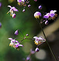 Thalictroideae: Thalictrum delavayi