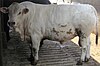 A bull of the Bianca Modenese breed of cattle stands in the center of the frame.