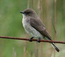 Bleiksnyltefugl (Prodotiscus regulus) (Foto: Alan Manson)