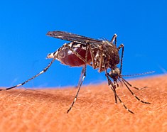Aedes aegypti: Vector daripada Mariap dingin badarah wan mariap dingin kuning