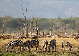 Zebror i Lake Manyara nationalpark