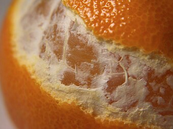 قشرة اليوسفي أرق من قشرة البرتقال