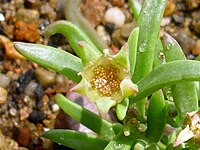 When the valves of their seed capsules open, the seeds of Delosperma are exposed, and not covered by any membrane or covering.