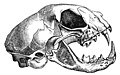 Crânio de um gato, típica caveira dos carnívoros