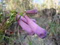 Jacaranda irwinii