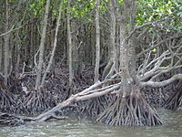 Mangrove op de Rivier Nakama