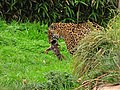 Un giaguaro intento a uccidere un coniglio.