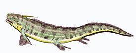 Реконструкция Triodus sp.