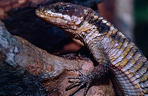 Tropical girdled lizard in Arabuko Sokoke