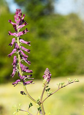 Fumaria officinalis