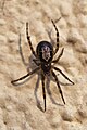 Edle Kugelspinne (Steatoda nobilis)