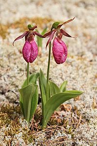 Cypripedium acaule, by Sasata (edited by JJ Harrison)