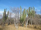 Guamúchil Hot semi-arid climate (BSh)