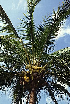 Pikwayu (Cocos nucifera)