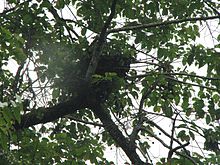 Hnízdo orangutana